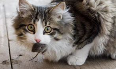 A Cat Eating a Mouse