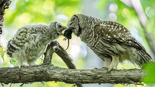 Owls Eating a Mouse