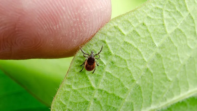 Maynard Health Division Urges Residents to Watch for Ticks as Warmer ...
