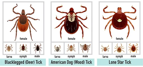 Maynard Health Division Urges Residents to Watch for Ticks as Warmer ...